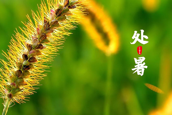 千家源生態(tài)板 | 處暑至，天漸涼
